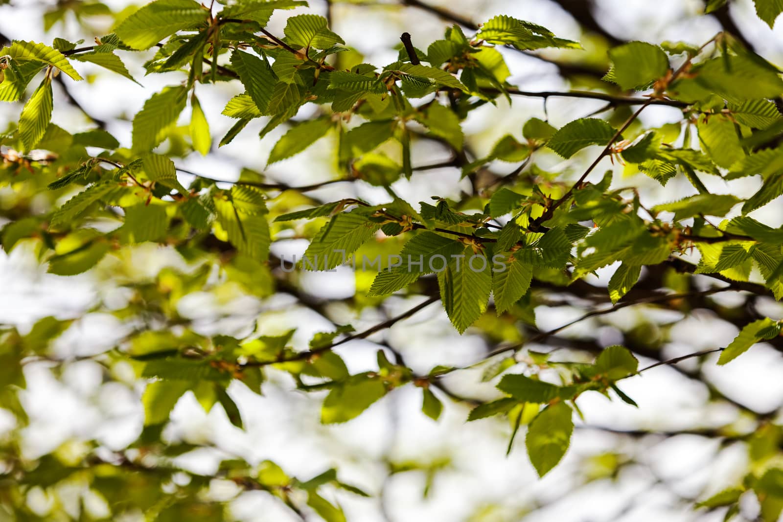 leafy branch in spring in nature, note shallow depth of field