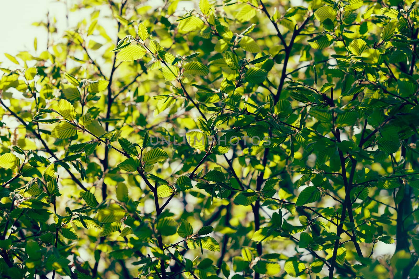 focus on green leaves in nature, note shallow depth of field