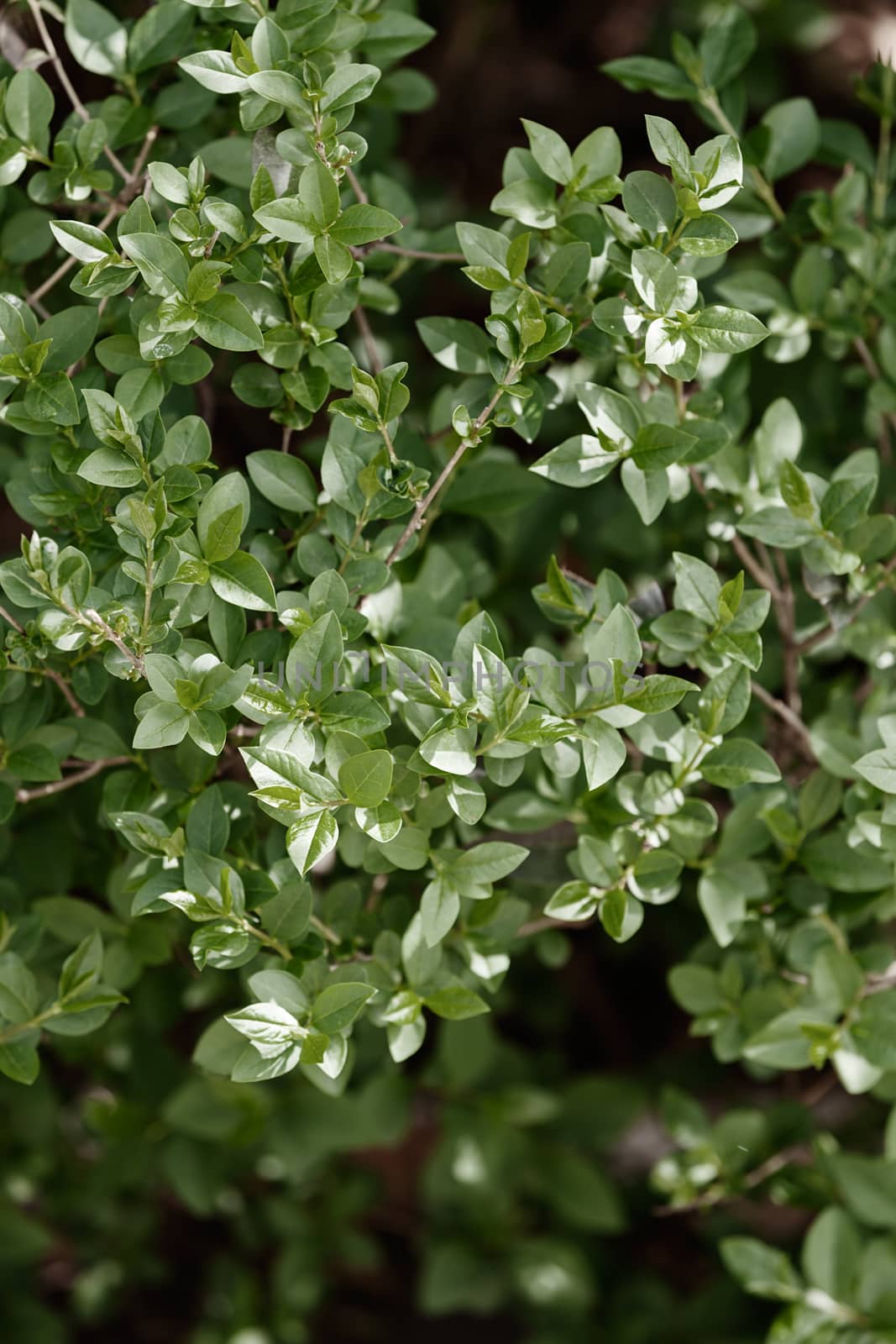 evergreen hedges in the parks, note shallow depth of field