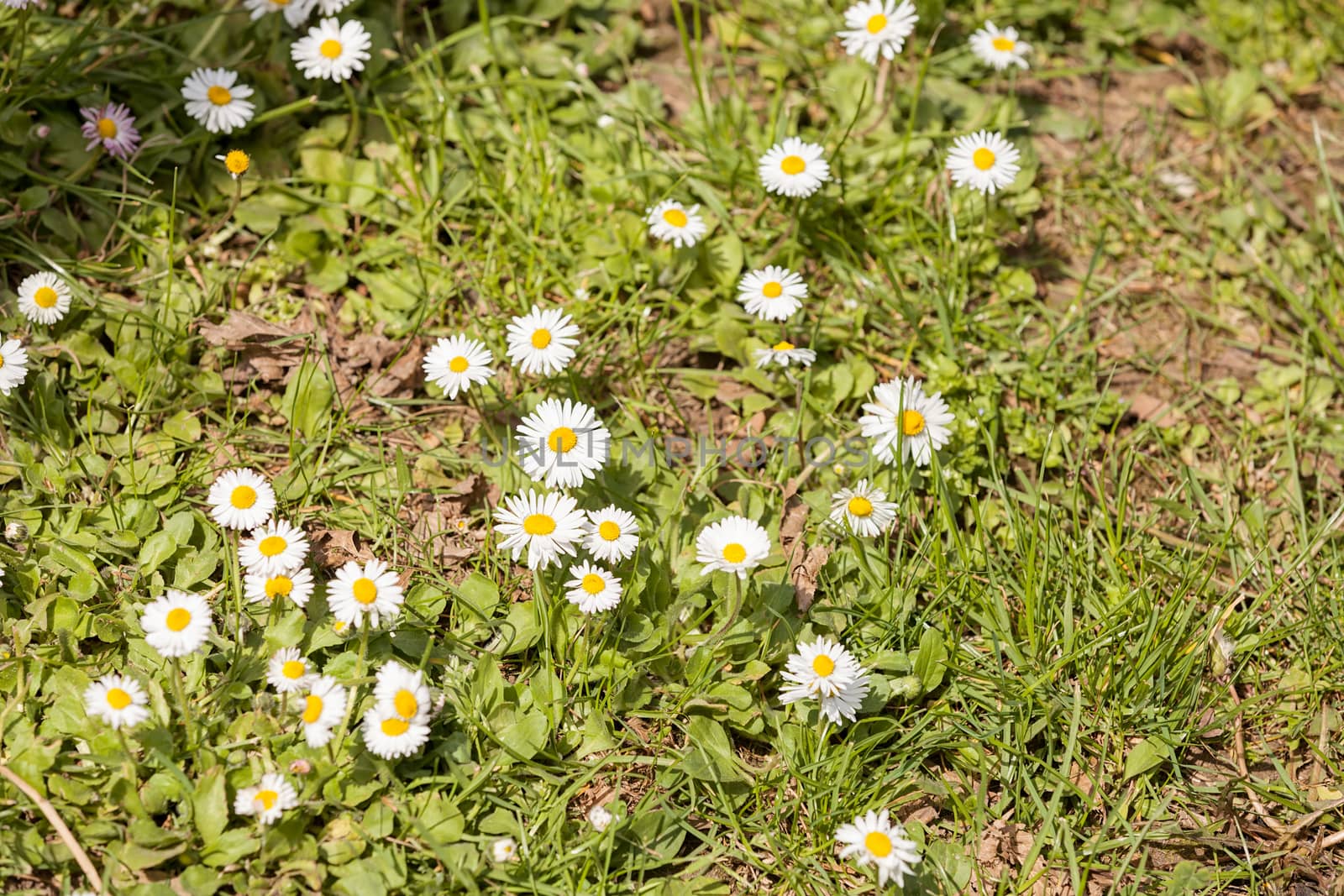 flowers daisies on the grass, note shallow depth of field