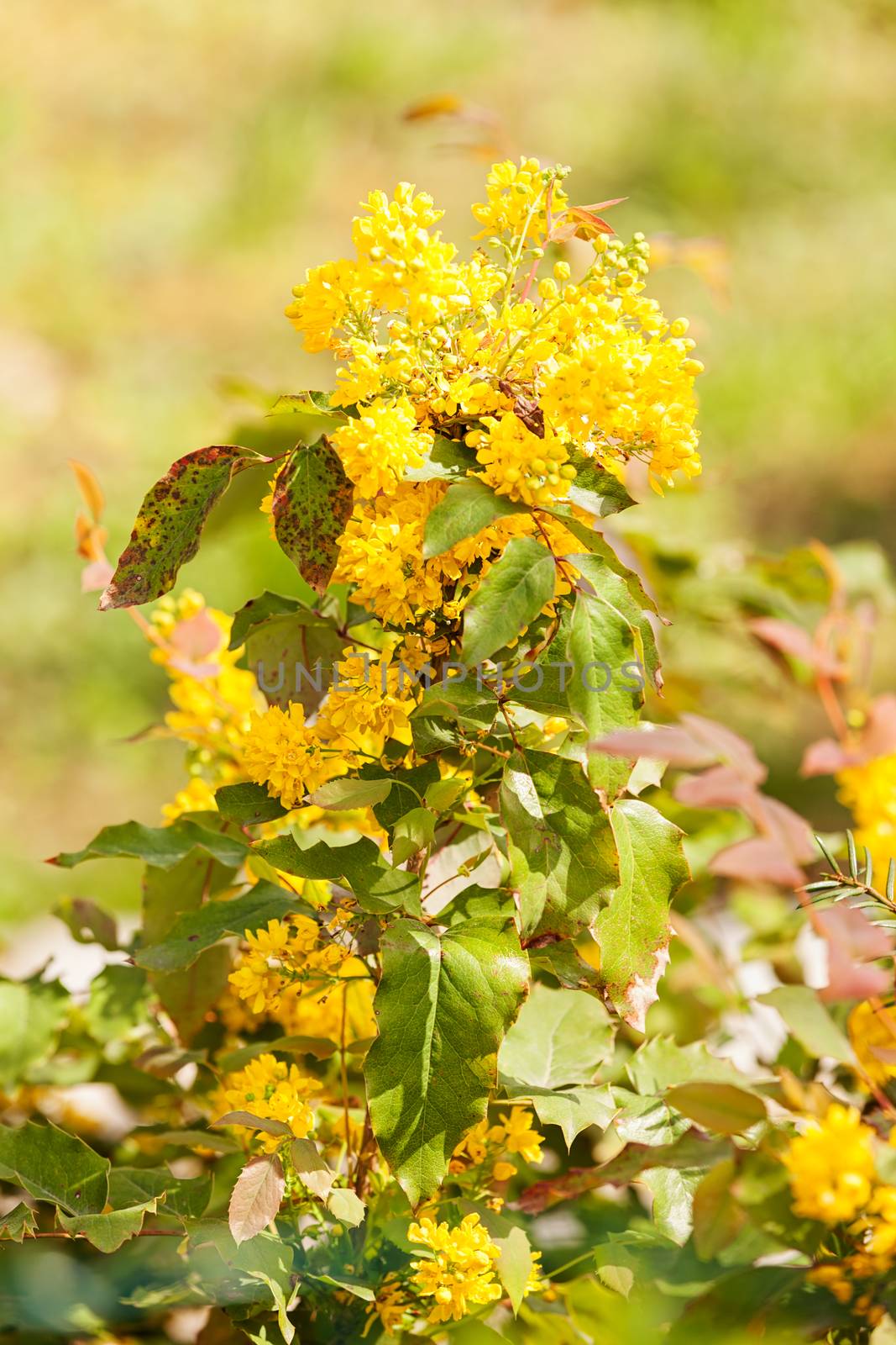  yellow wildflower by vladimirnenezic