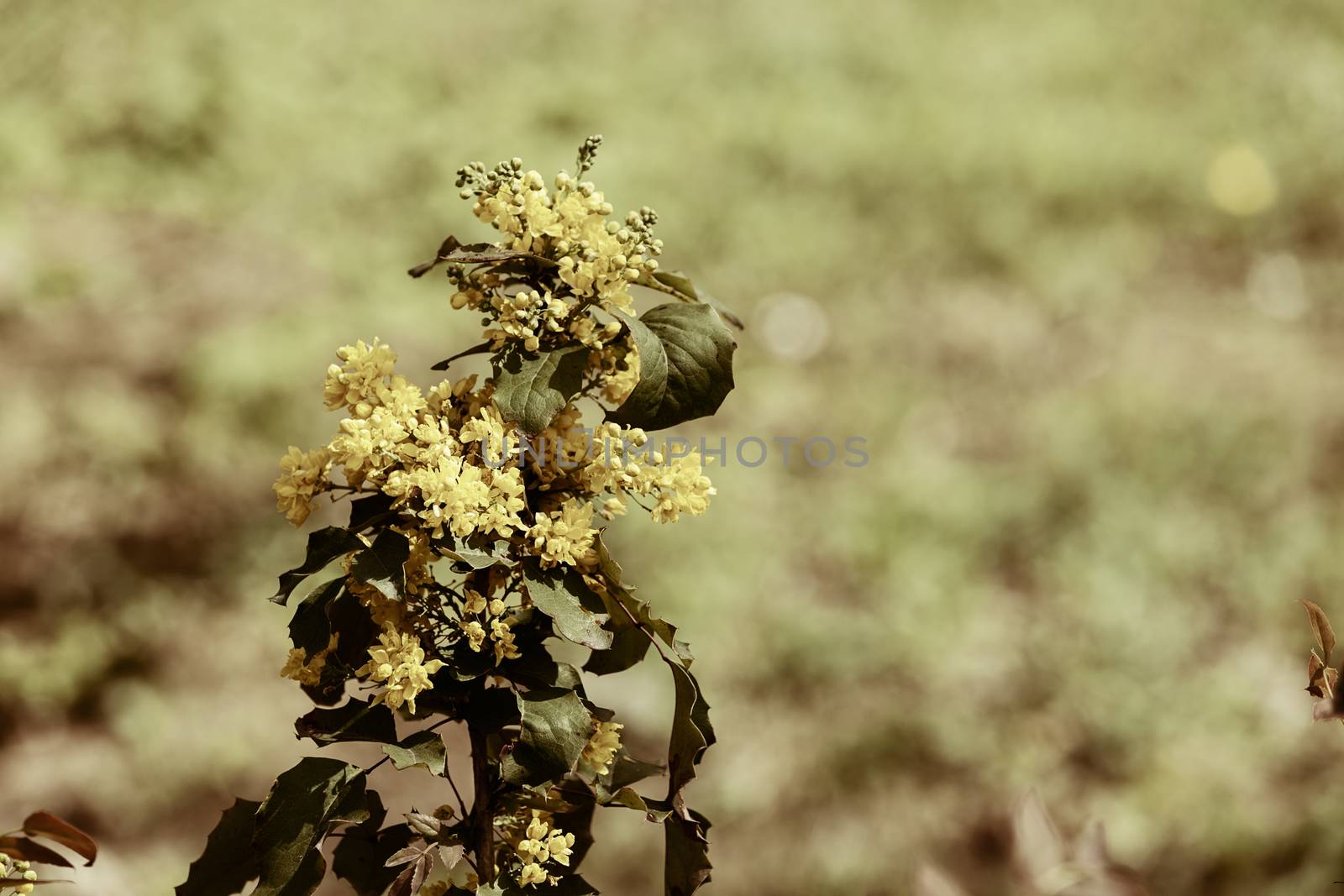  yellow wildflower by vladimirnenezic