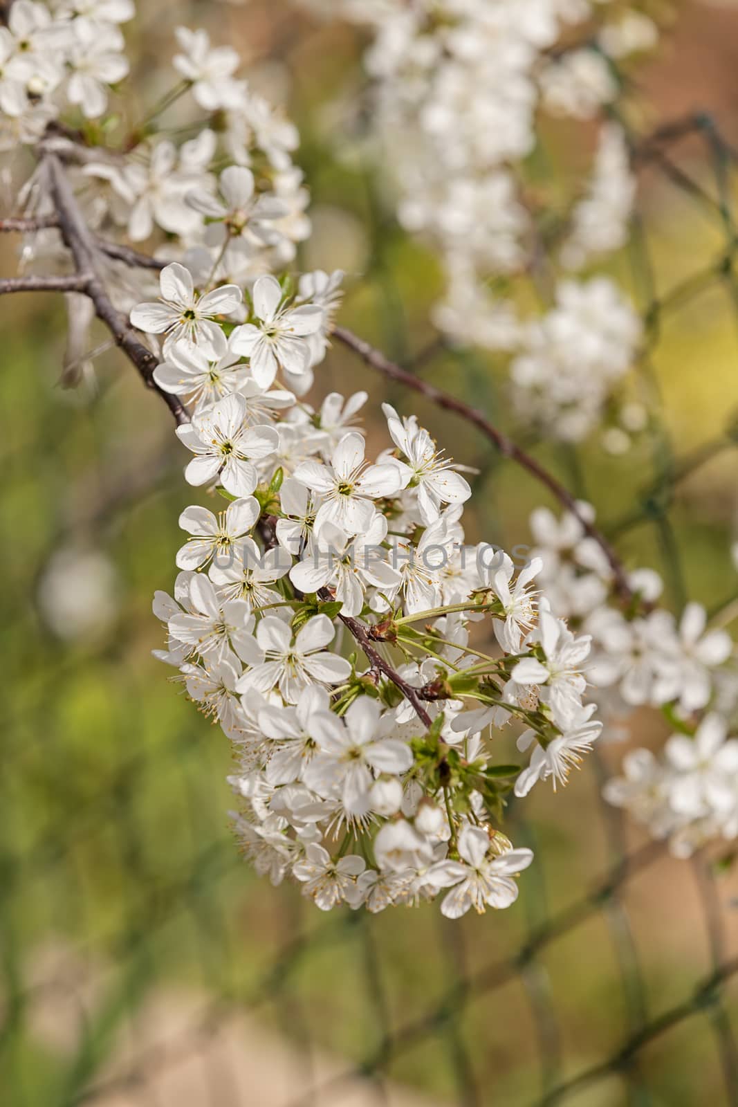 branch with white flowers in nature on the blur background, note shallow dept of field