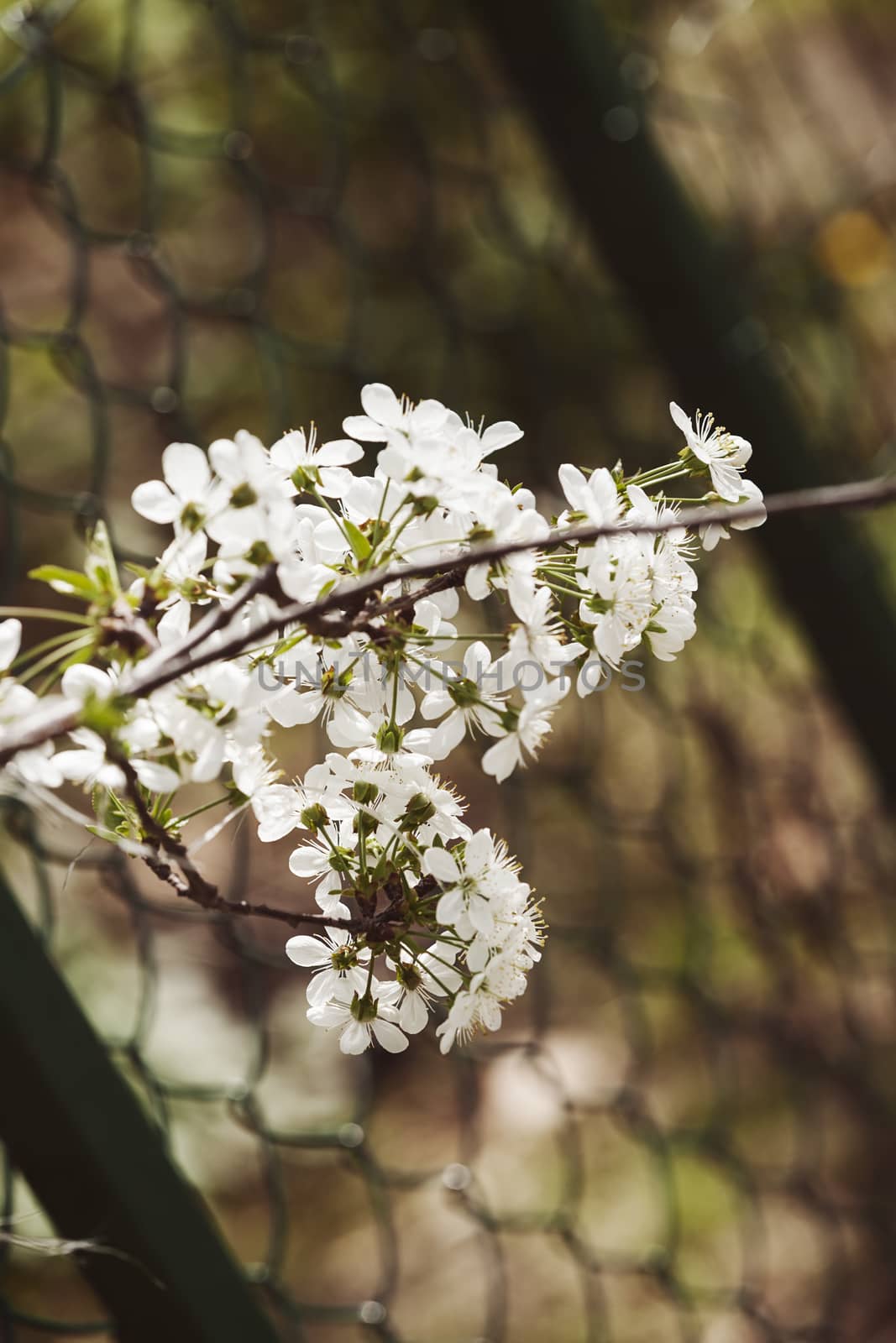 branch with white flowers in nature on the blur background, note shallow dept of field