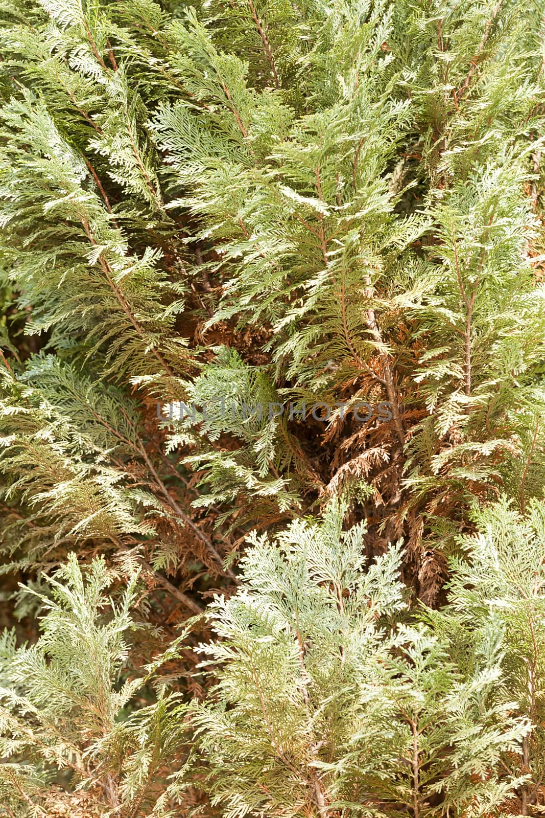 Thuja tree with thick branches, note shallow depth of field