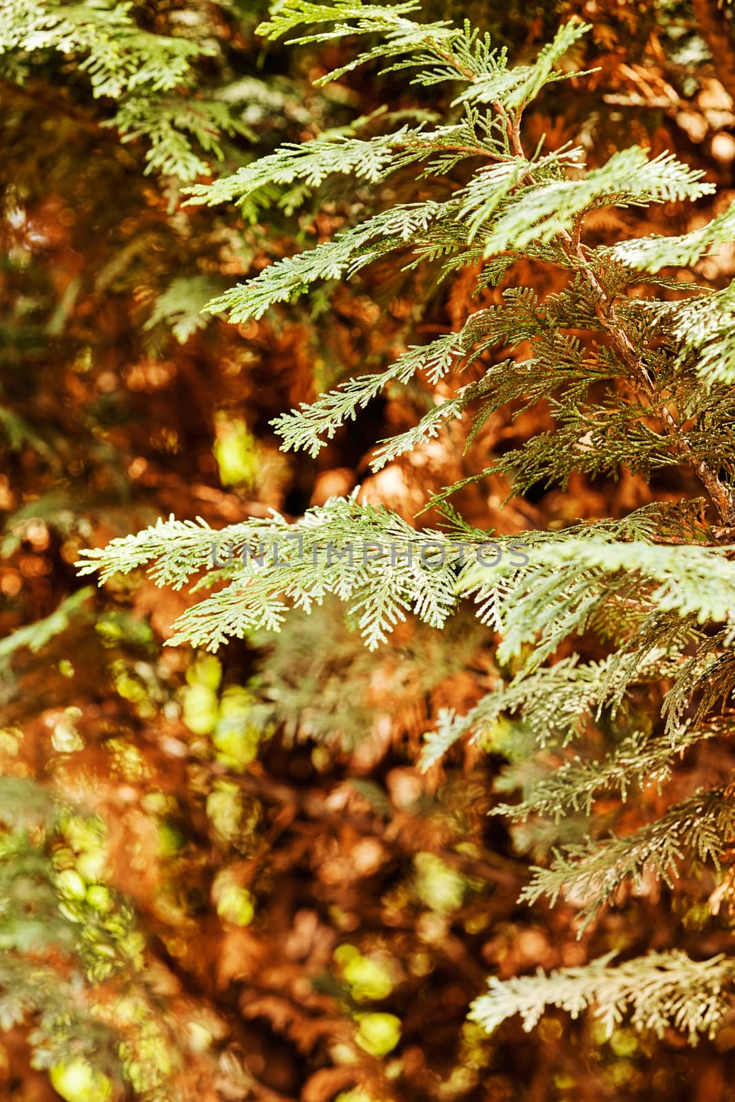 Thuja tree with thick branches, note shallow depth of field