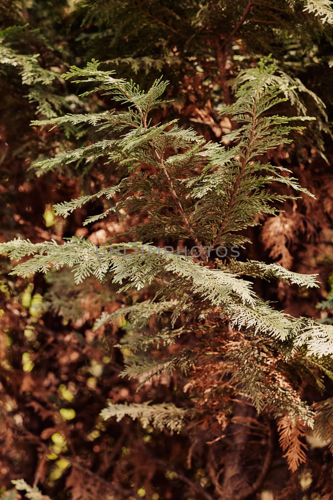 Thuja tree with thick branches, note shallow depth of field