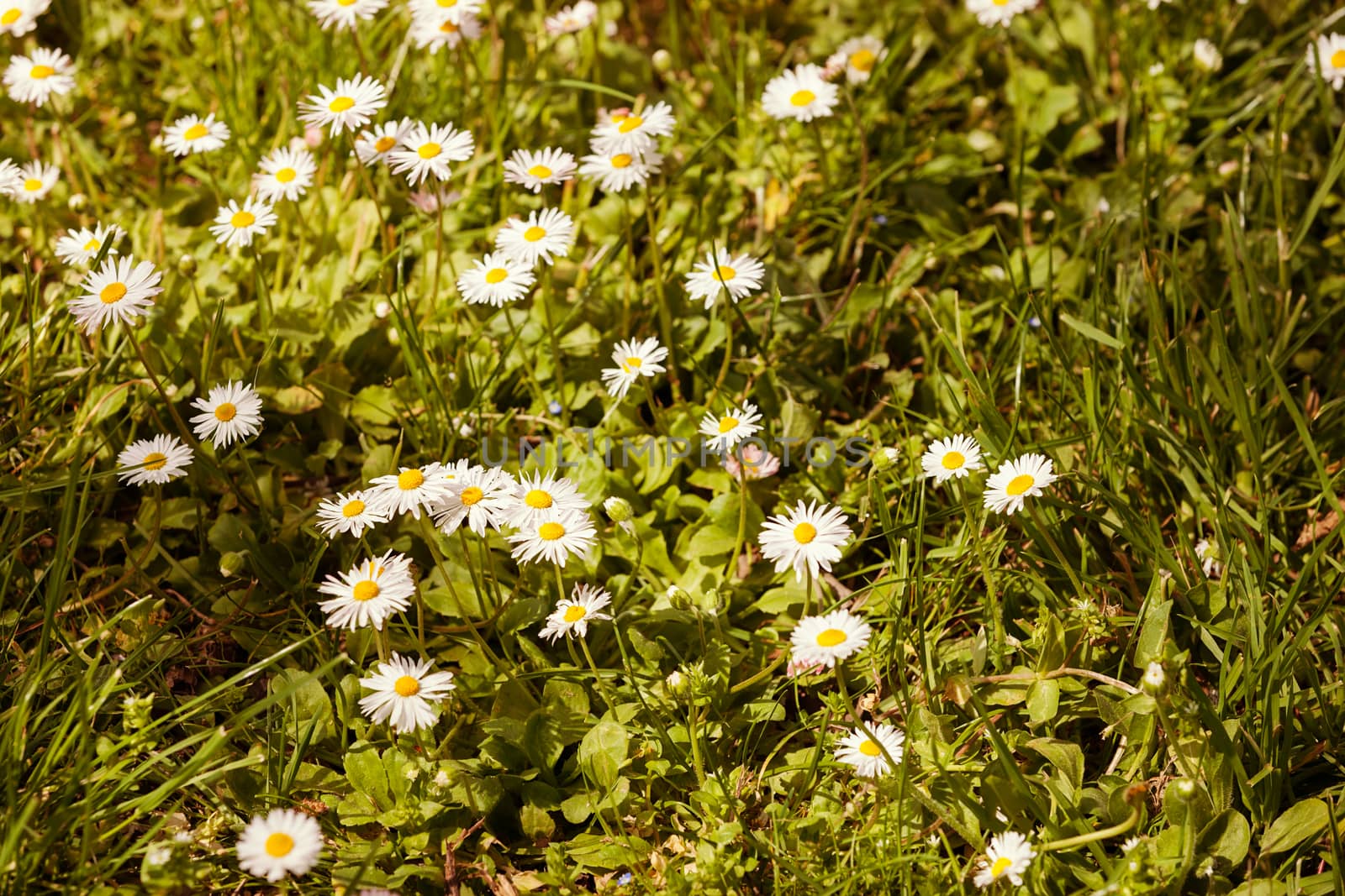 daisies in the grass by vladimirnenezic