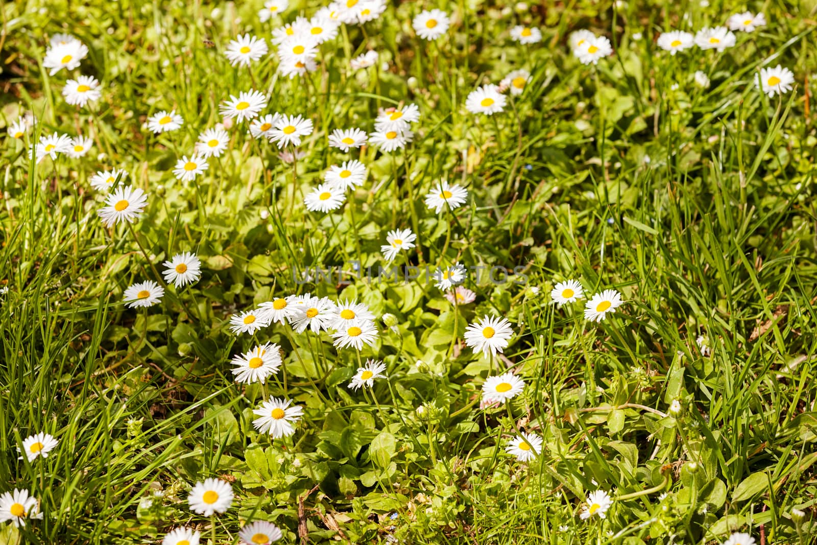 daisies in a meadow, note shallow depth of field