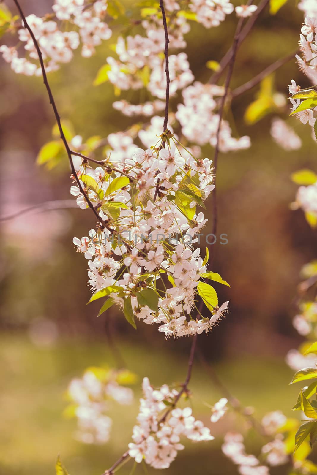 branch with white flowers by vladimirnenezic