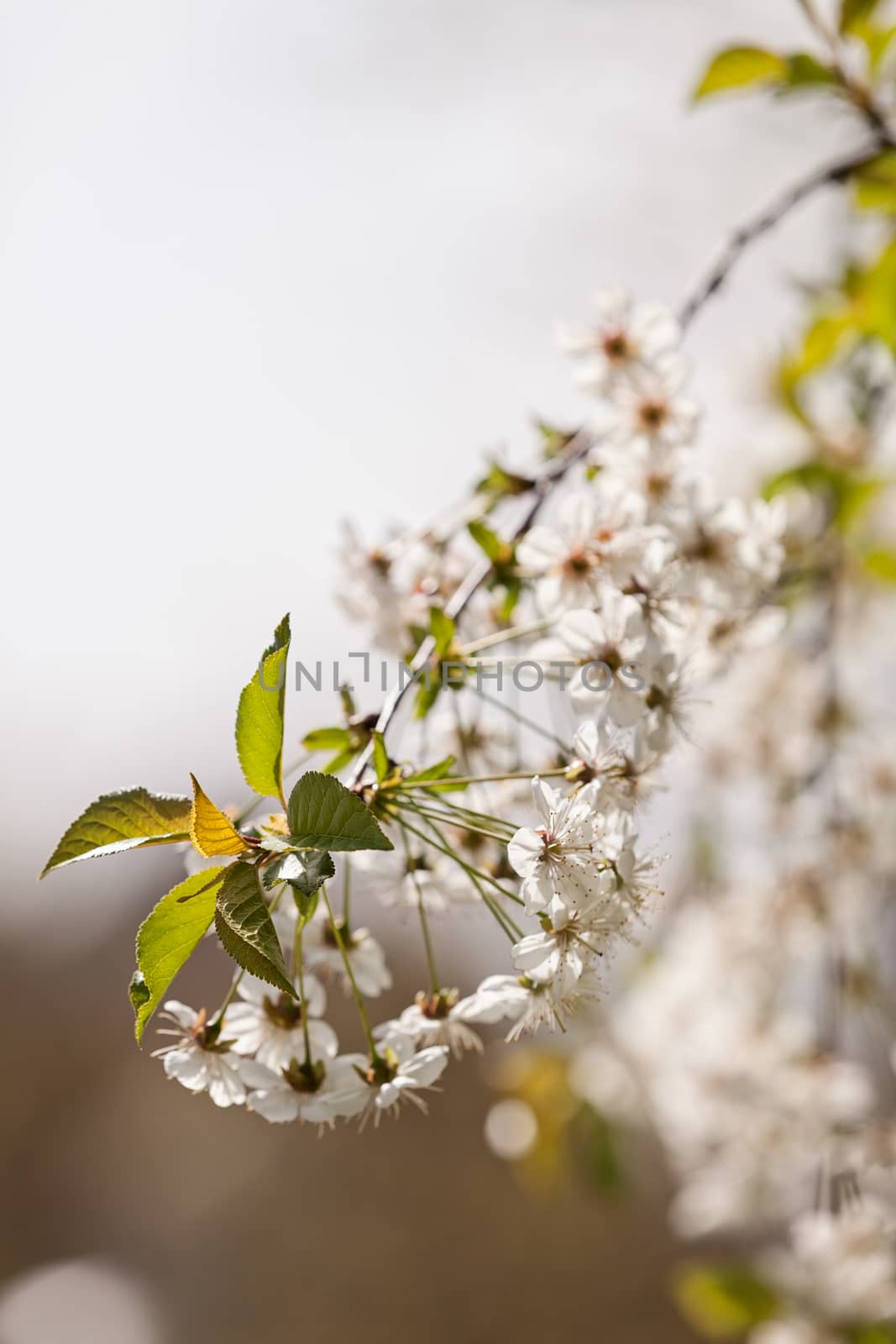 branches with small white flowers  in the spring on the blur  background, note shallow dept of field