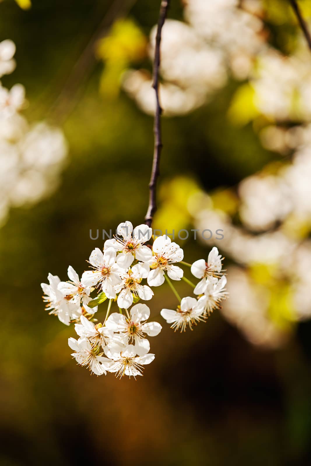 branch with white flowers by vladimirnenezic