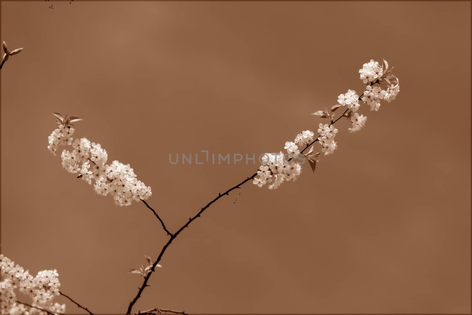 branches with pear blossoms by vladimirnenezic