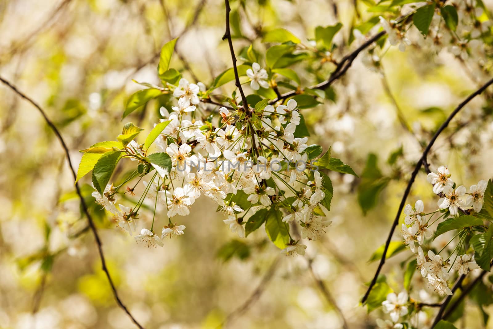 tree with white flowers in the spring on a sunny day, note shallow dept of field