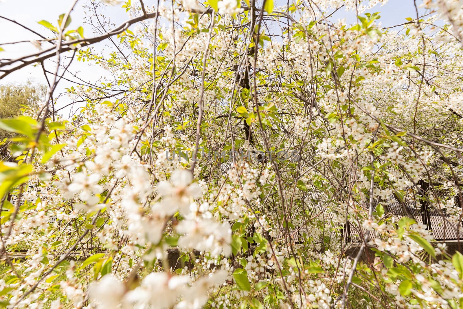 tree with white flowers in the spring on a sunny day, note shallow dept of field