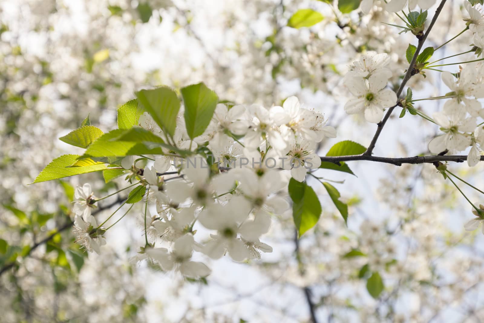 tree with white flowers in the spring on the light background, note shallow dept of field