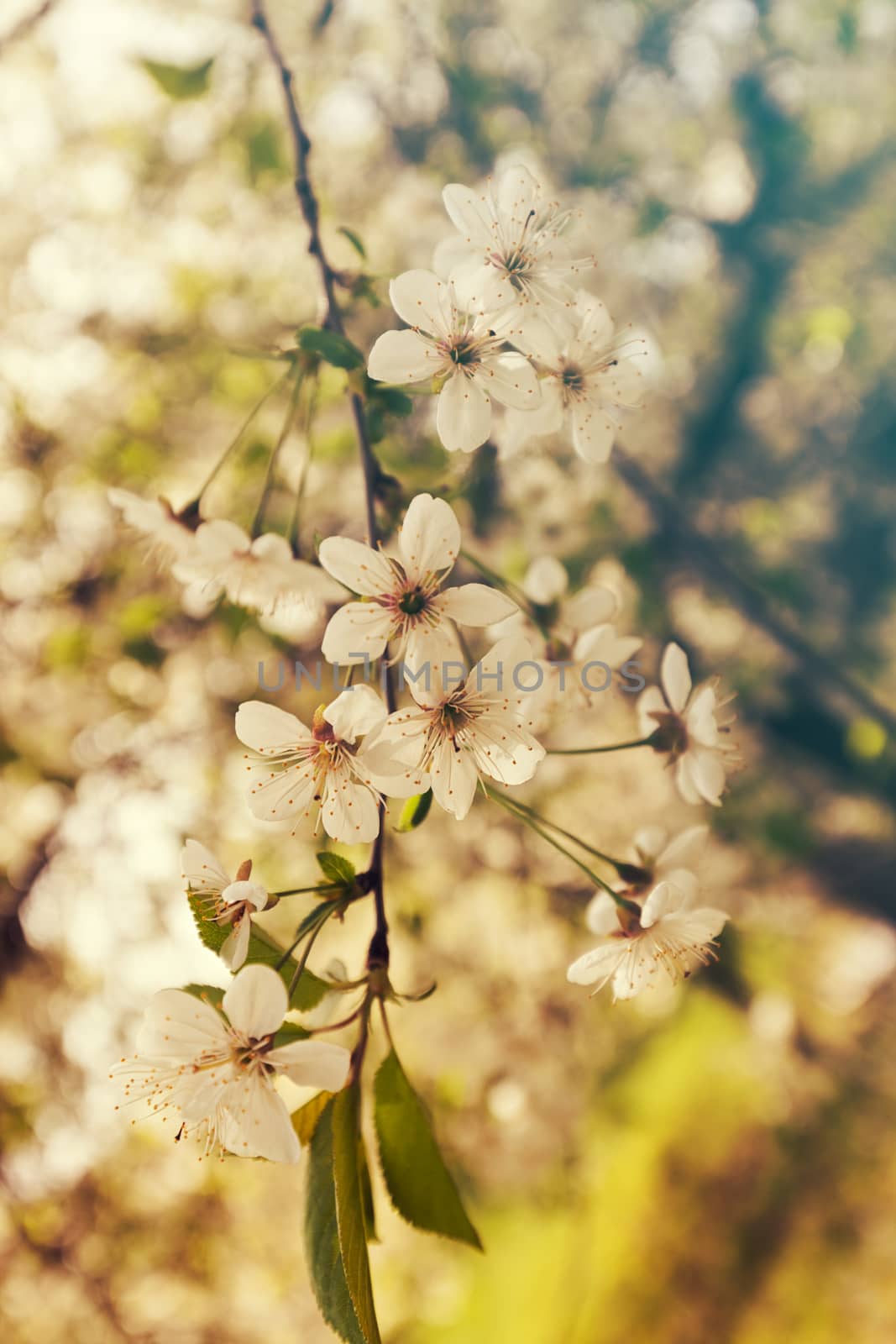 tree with white flowers in the spring on the light background, note shallow dept of field