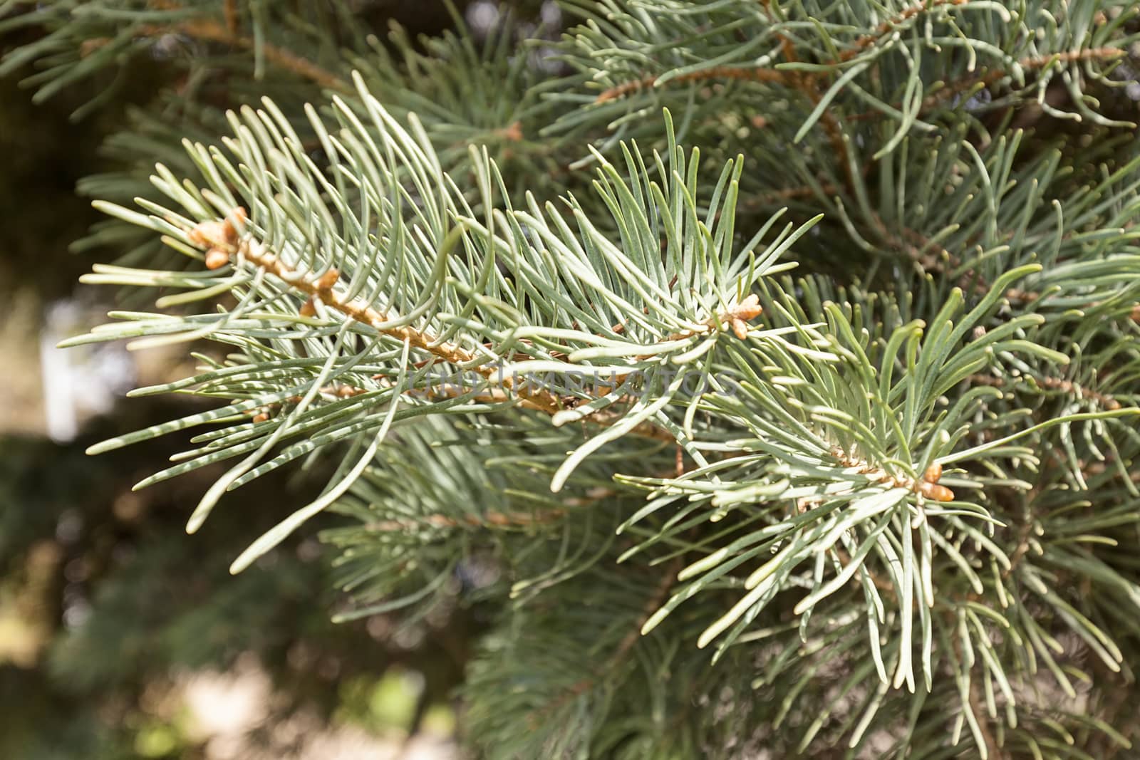 white pine branches, note shallow depth of field