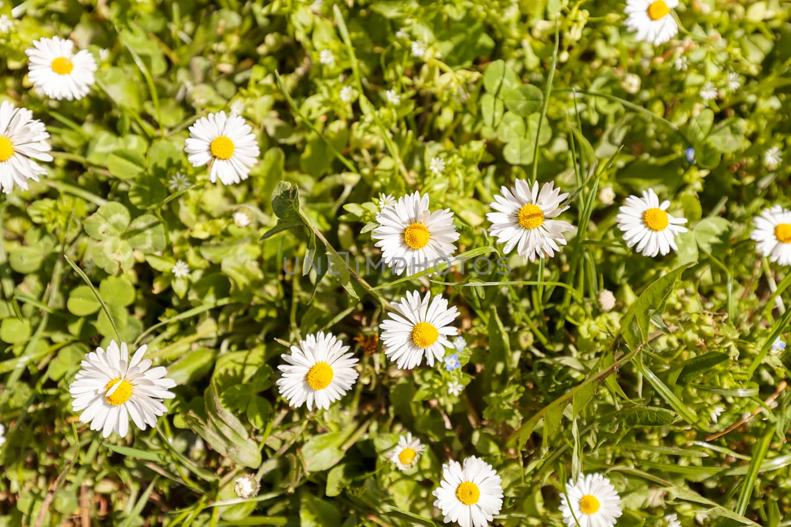 daisies in the grass by vladimirnenezic