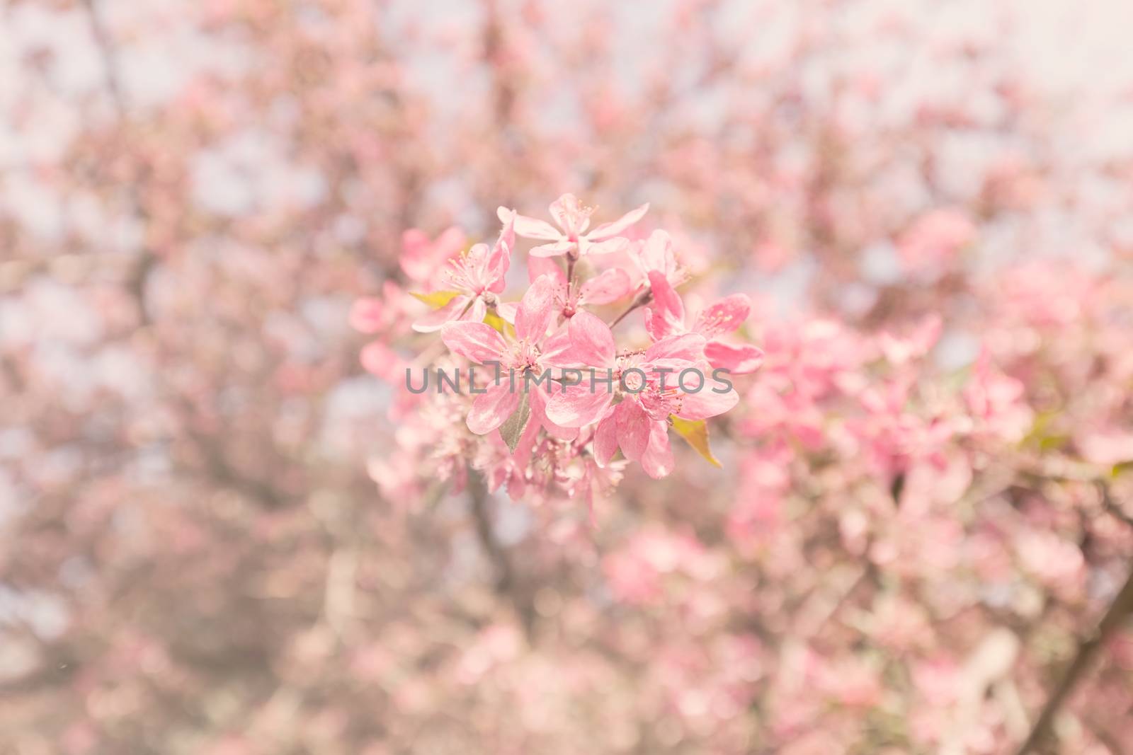 blossomed tree with pink flowers, note shallow depth of field