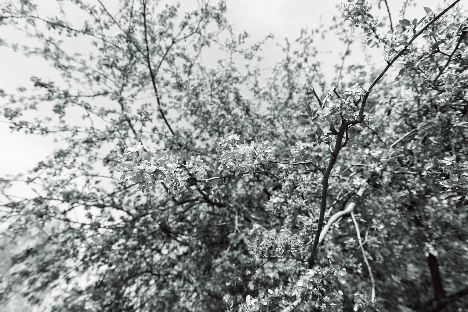 blossomed tree with pink flowers, note shallow depth of field