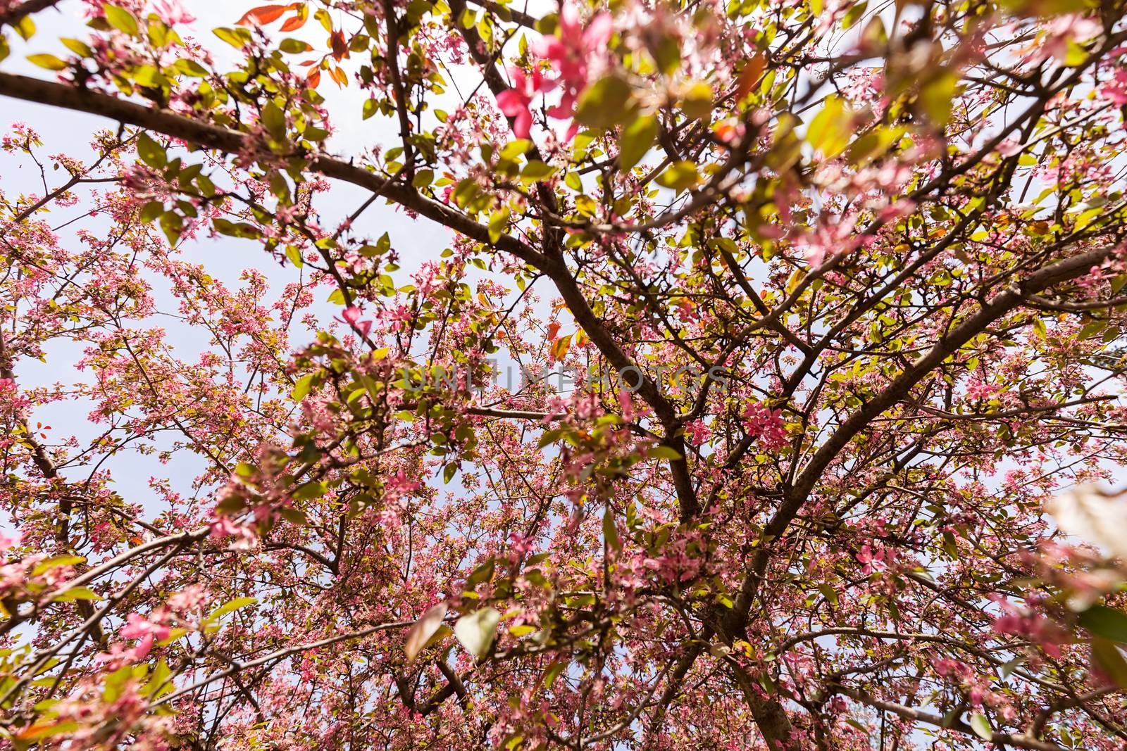 blossomed tree with pink flowers, note shallow depth of field