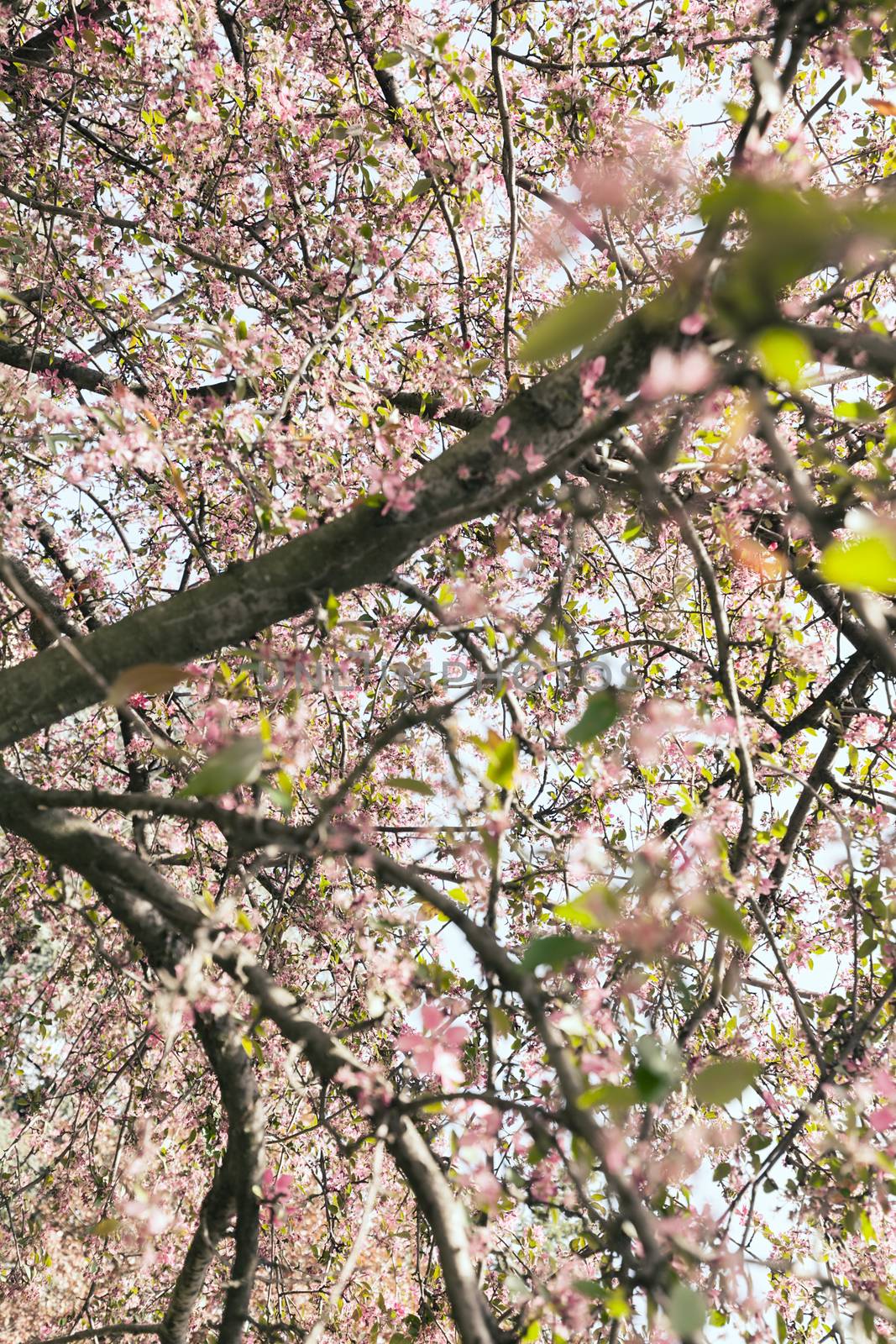 blossomed tree with pink flowers, note shallow depth of field