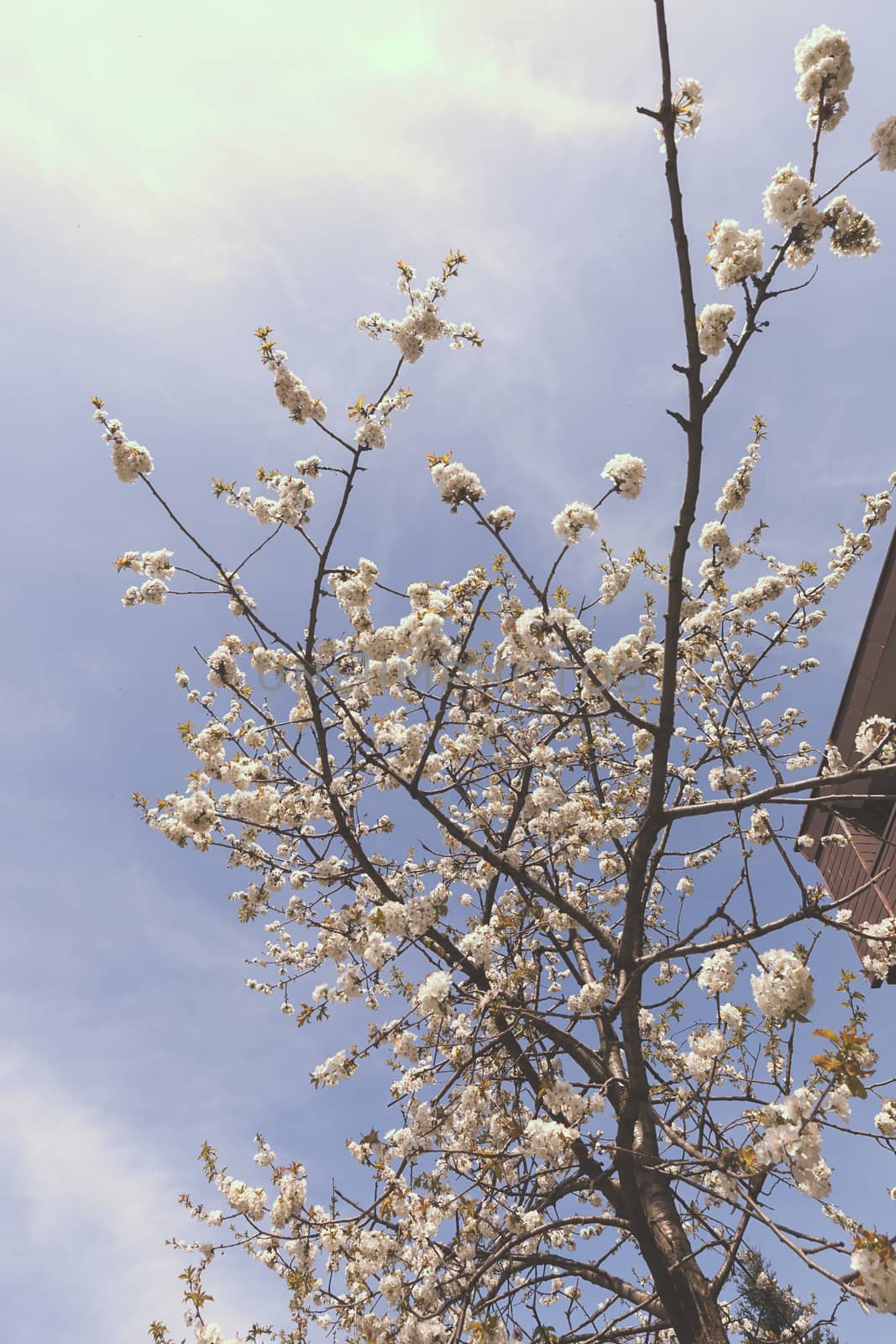 branches with small white flowers  in the spring on the blue background, note shallow dept of field