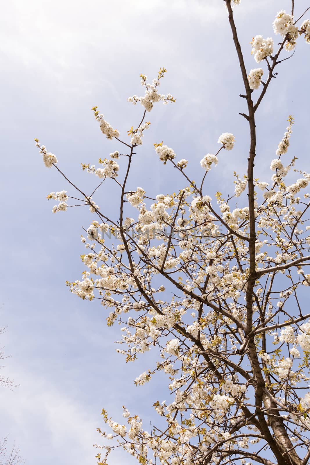 branches with small white flowers  in the spring on the blue background, note shallow dept of field