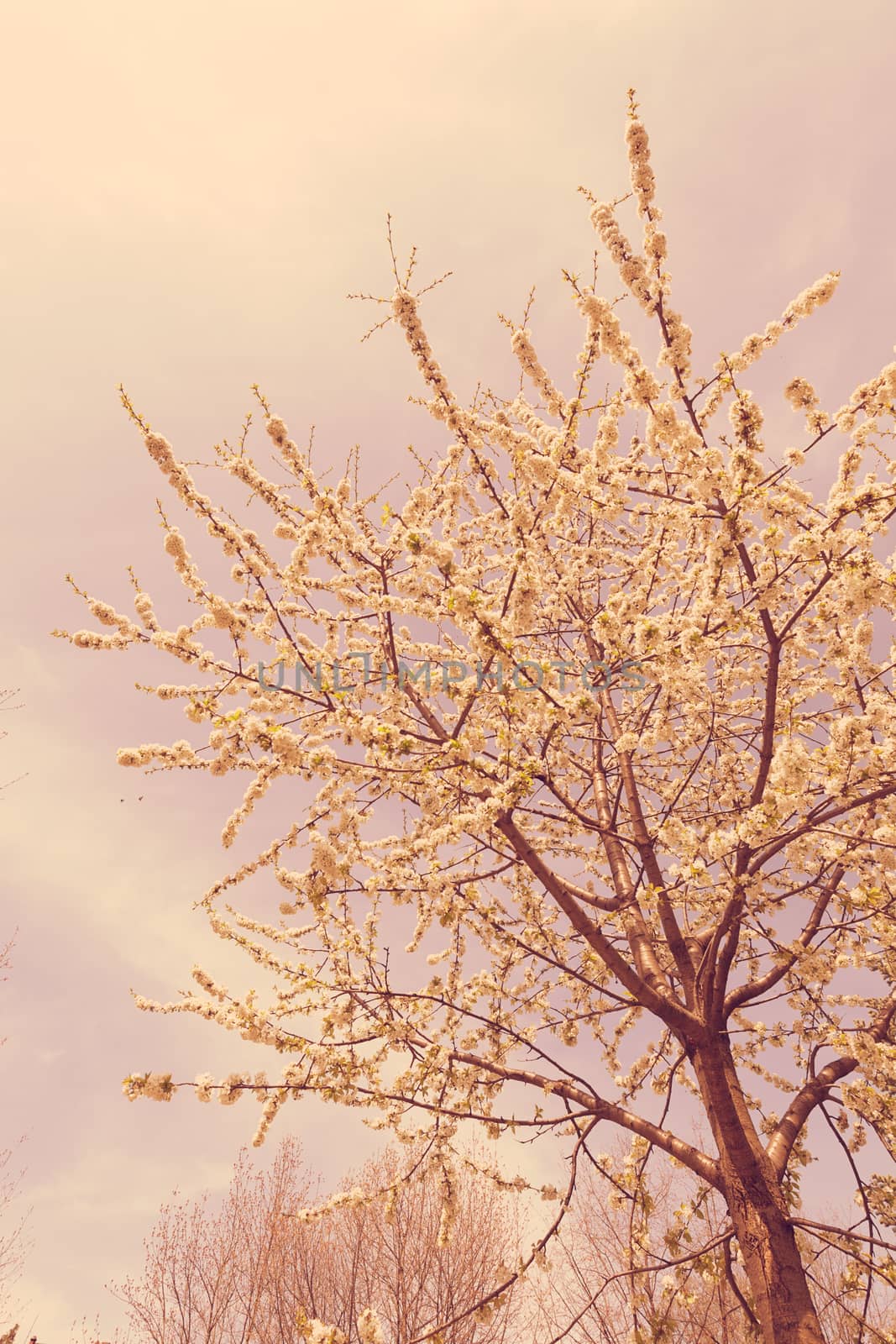 branches with small white flowers  in the spring on the blue background, note shallow dept of field