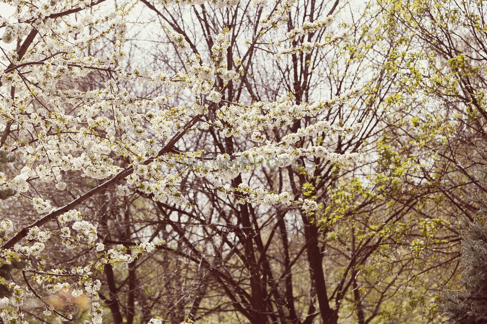 tree with white flowers in the spring, note shallow dept of field