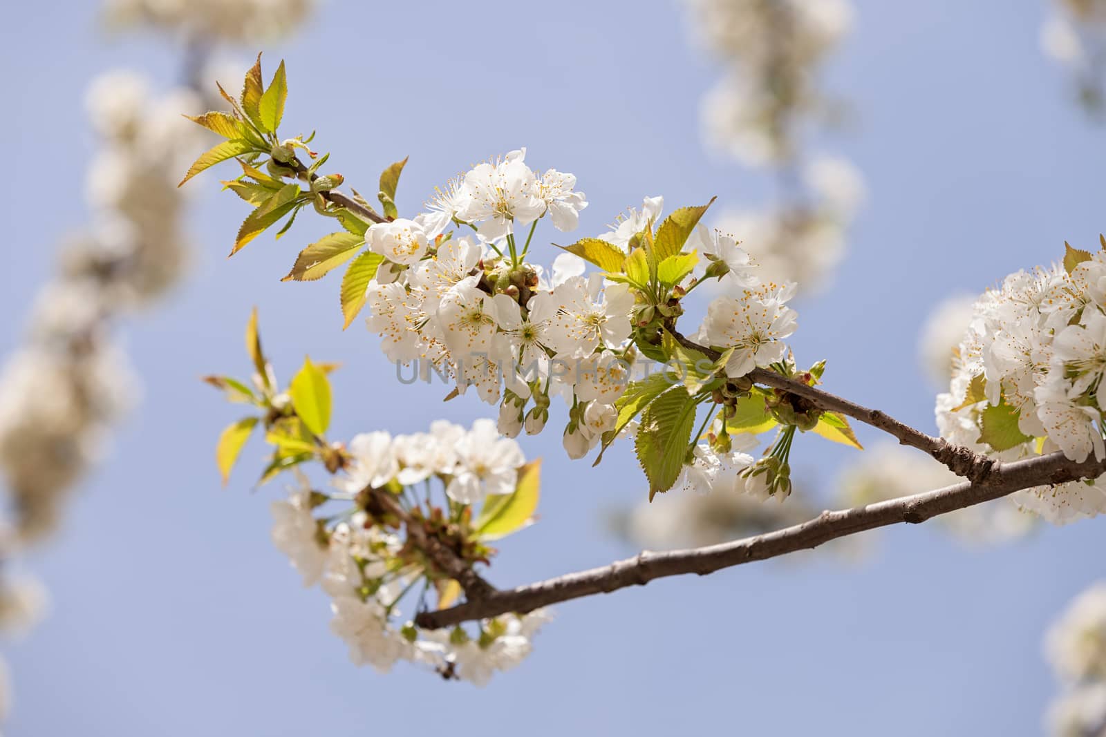 branches with white flowers by vladimirnenezic