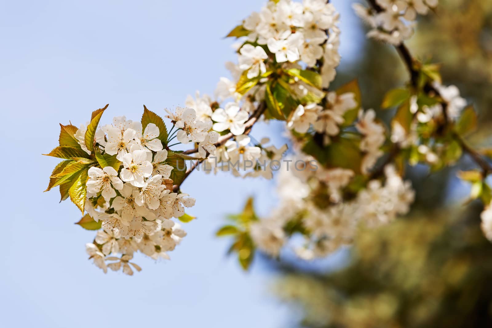 branches with white flowers by vladimirnenezic