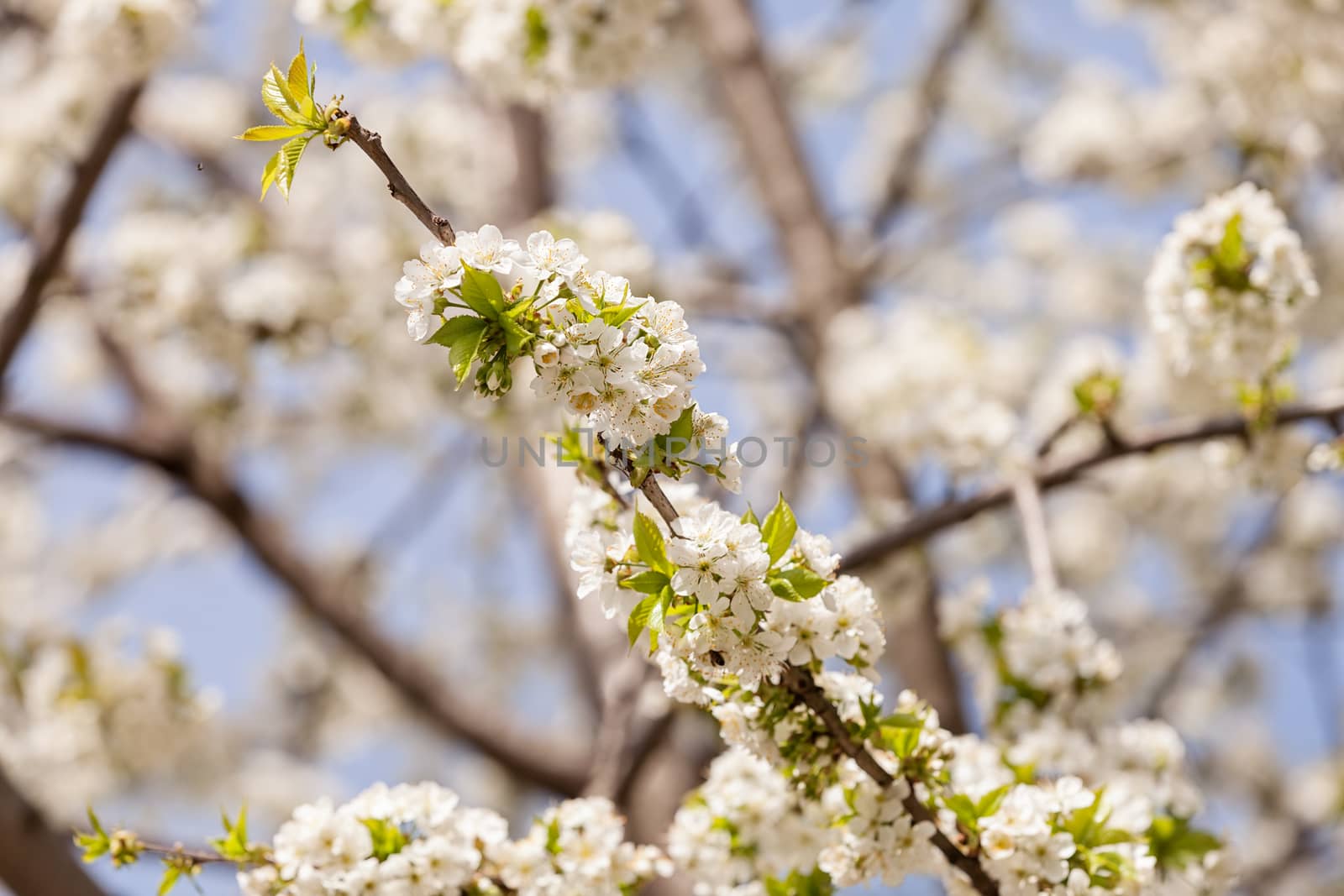 branches with white flowers by vladimirnenezic