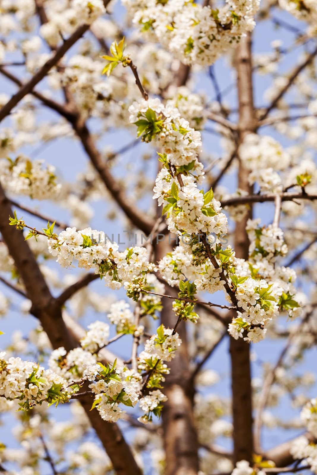 branches with white flowers by vladimirnenezic