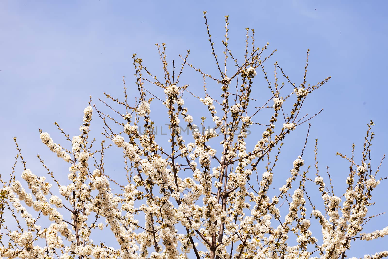 branches with small white flowers  in the spring on the blue background, note shallow dept of field