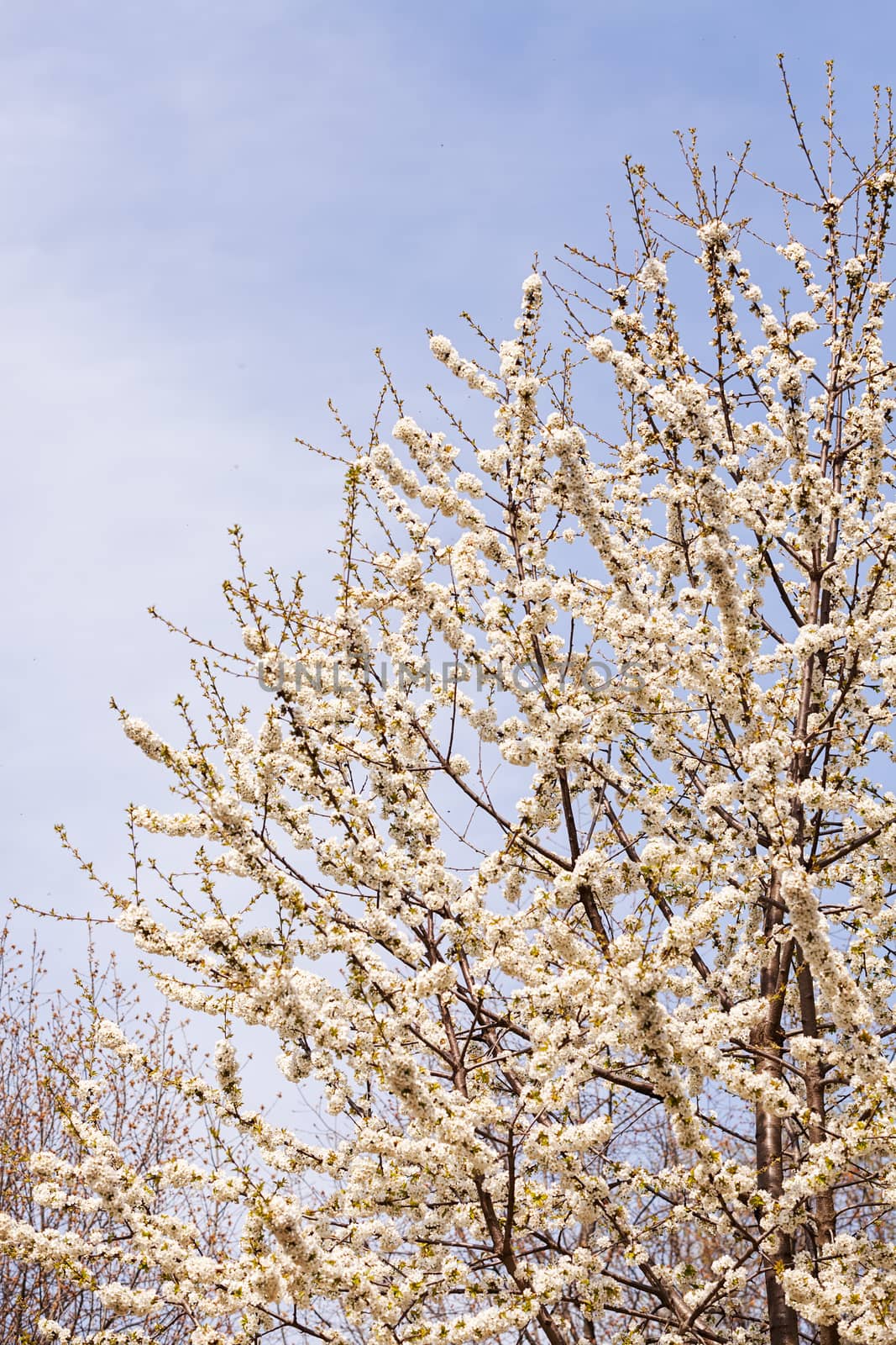 branches with small white flowers  in the spring on the blue background, note shallow dept of field