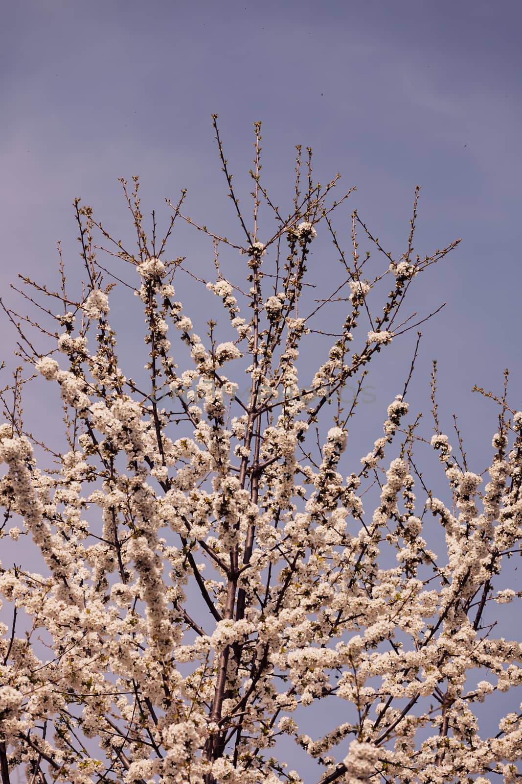 branches with small white flowers  in the spring on the blue background, note shallow dept of field