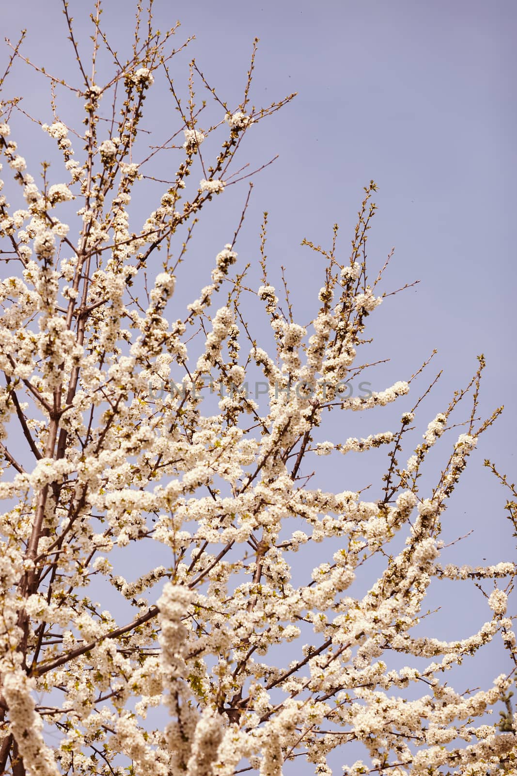 branches with white flowers by vladimirnenezic