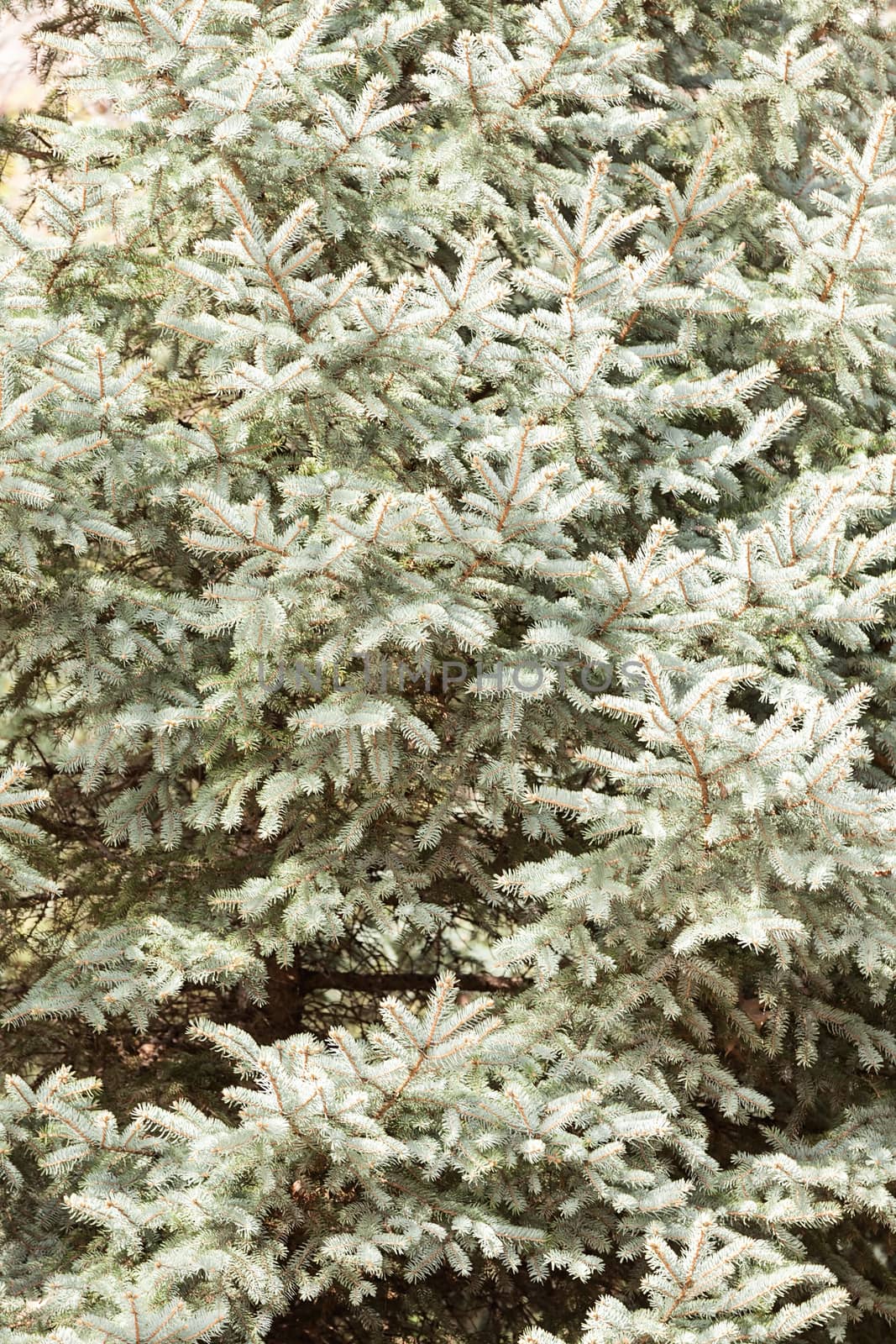 fir tree in nature, note shallow depth of field
