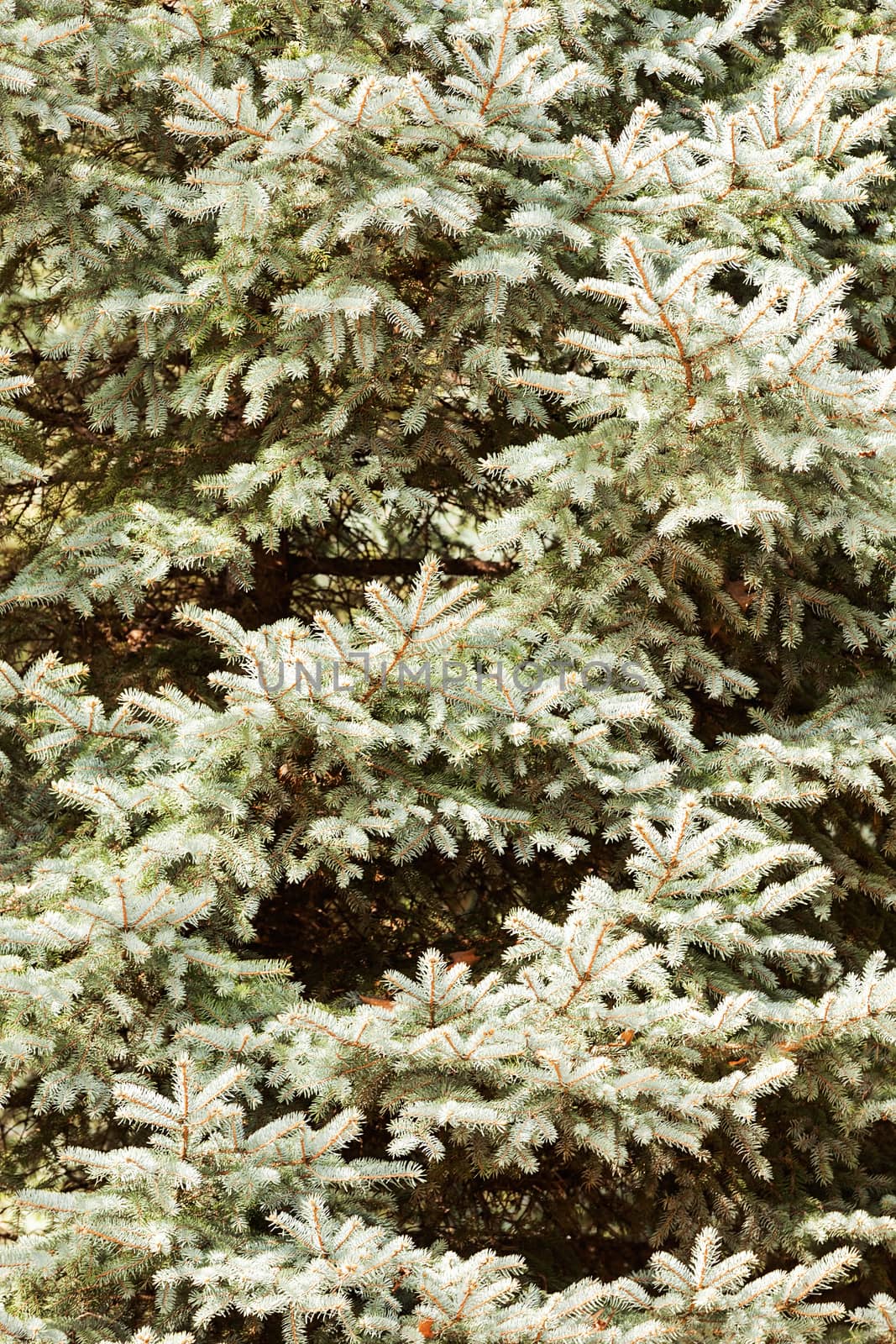 fir tree in nature, note shallow depth of field