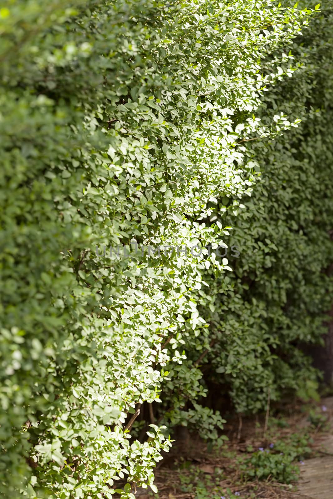 evergreen hedges in the parks, note shallow depth of field