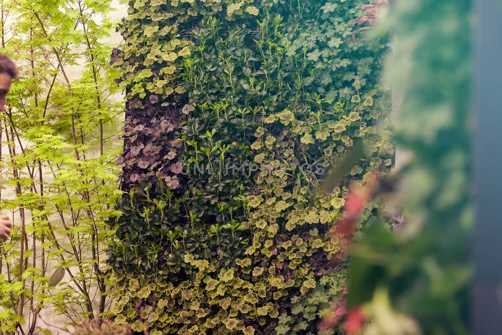 wild tree-creeper by vladimirnenezic