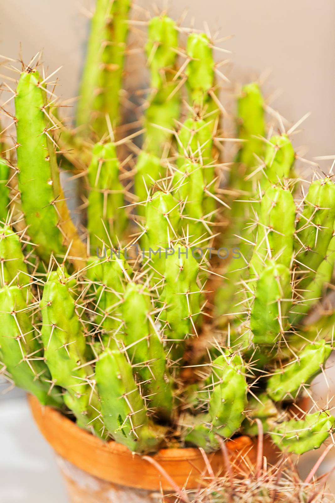 cactus in a pot like decoration, note shallow depth of field