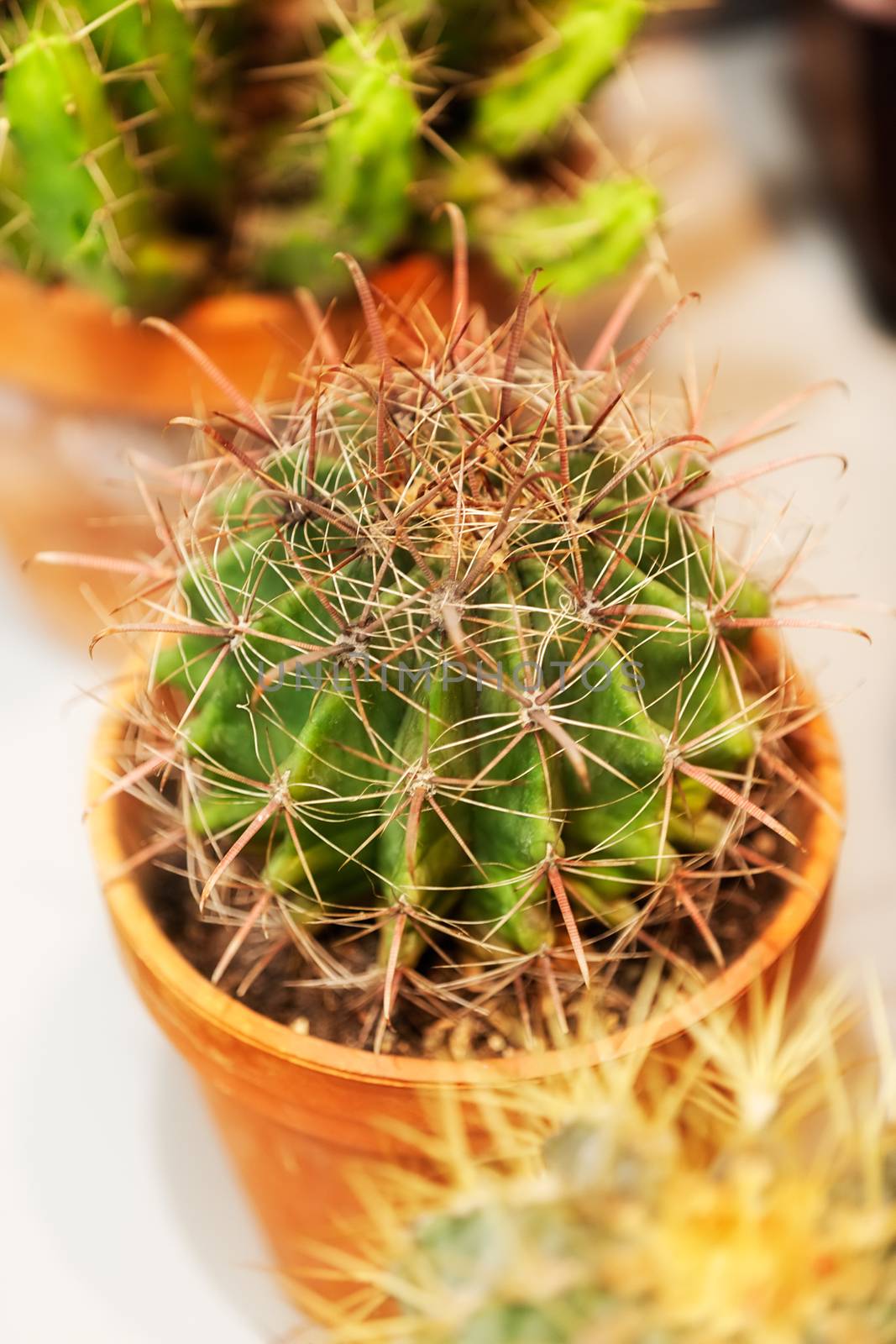 cactus in a pot like decoration, note shallow depth of field