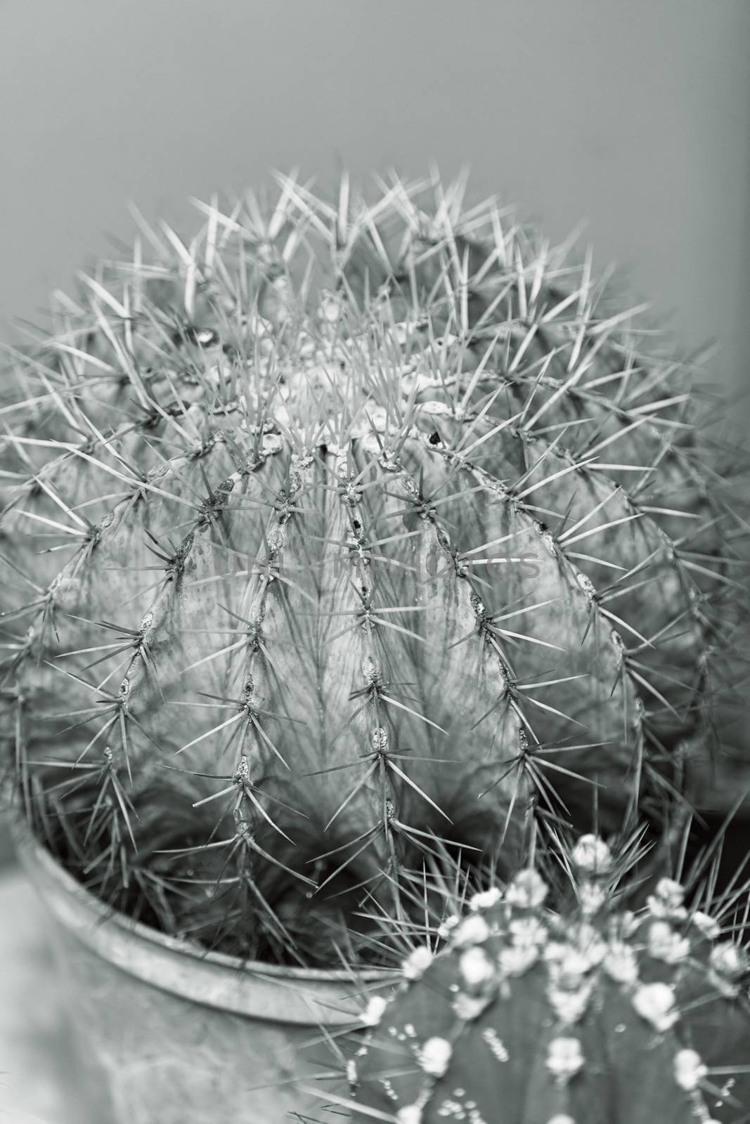 cactus in a pot like decoration, note shallow depth of field