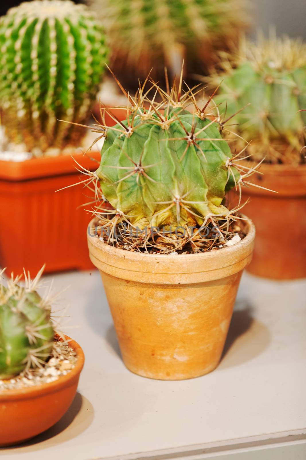 cactus in a pot like decoration, note shallow depth of field