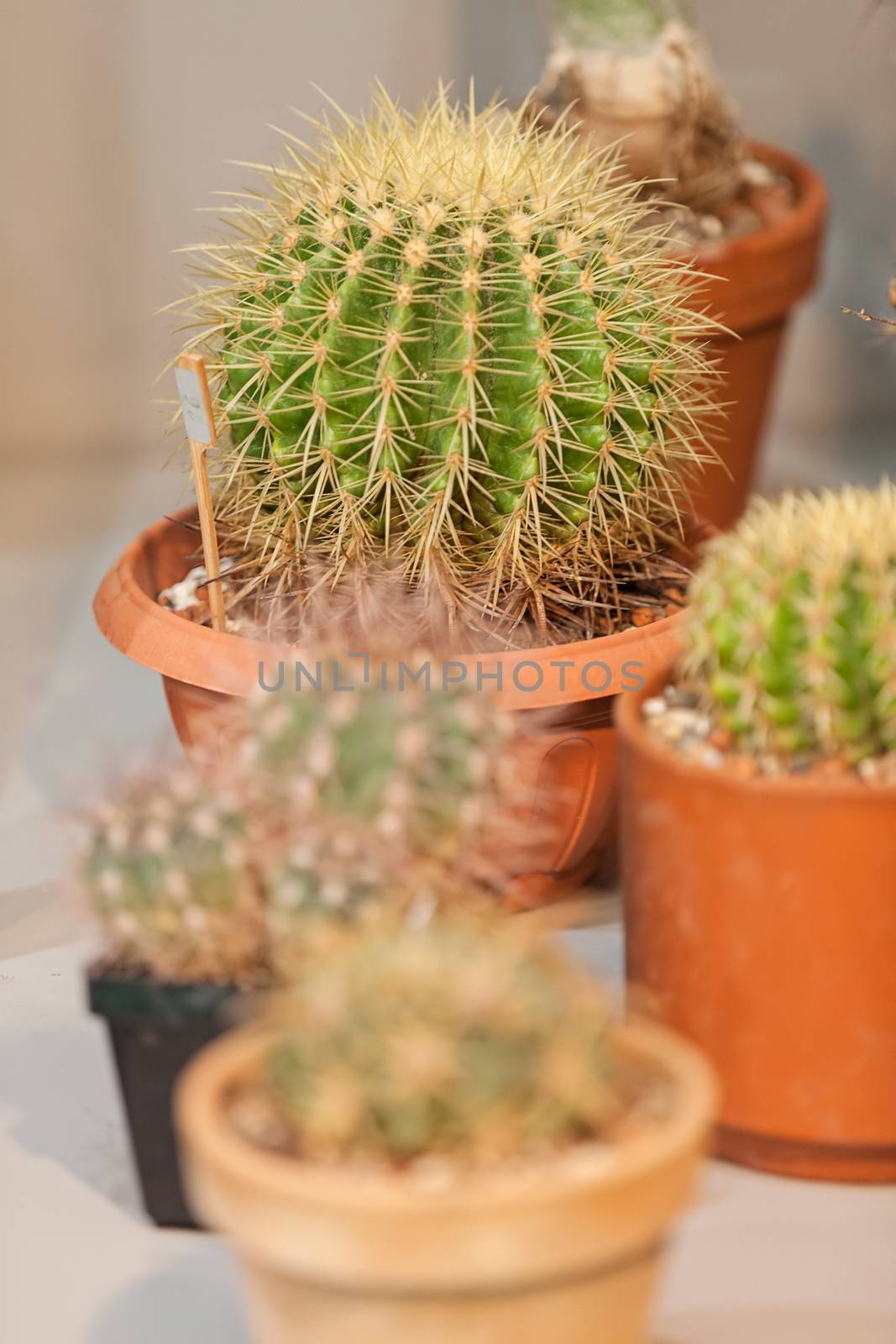 cactus in a pot like decoration, note shallow depth of field