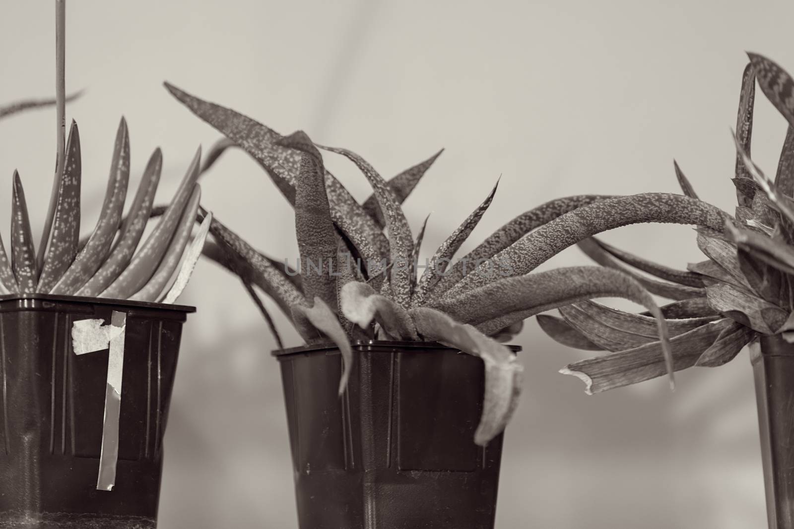 houseplants with thick foliage, note shallow depth of field