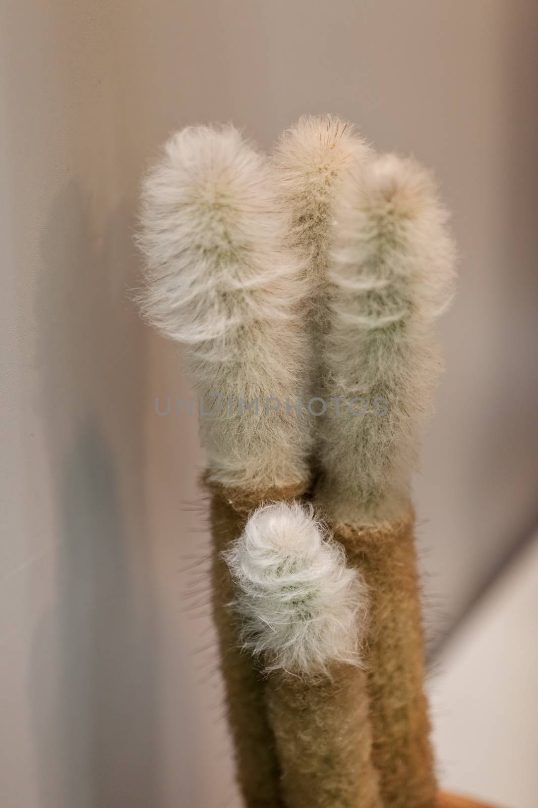 cactus in a pot by vladimirnenezic